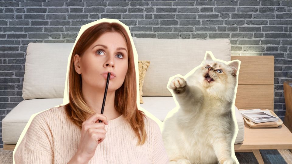 Вот какие вещи в доме раздражают вашу кошку: спрячьте их подальше Вот какие вещи в доме раздражают вашу кошку: спрячьте их подальше