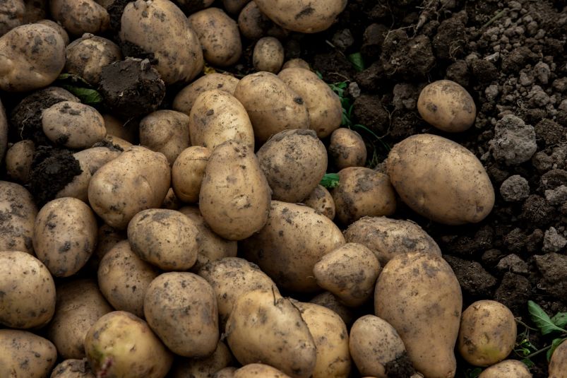 Картофелю в апреле обязательно: 1 горсть под кусты - по 15 картошин с лунки: по 200 г каждая