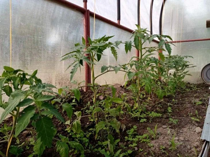 Почему рассада не доживает до пересадки в грунт: скрытые угрозы на подоконнике