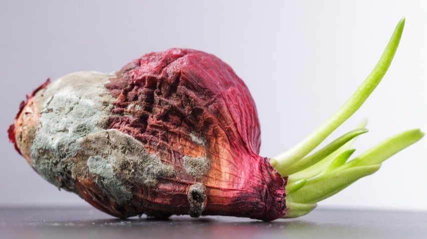 Сохранение репчатого лука: советы от агрономов