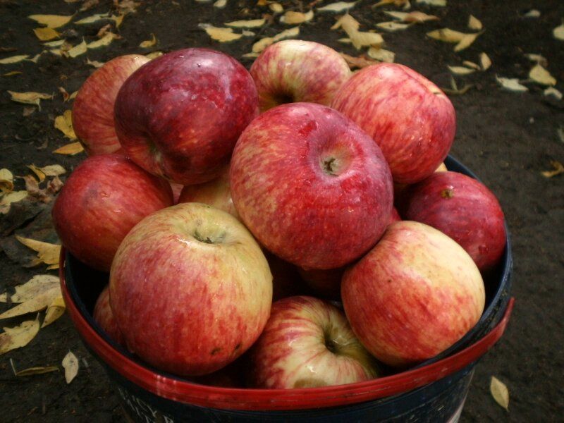 Осенние обработки яблонь: стоит ли рисковать?