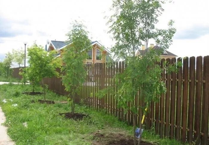 Конфликты за границей: что делать, если сосед насадил деревья рядом с вашим участком?