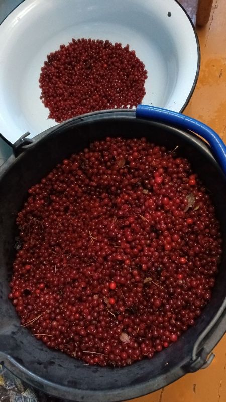 Дары карельского леса: как брусника превращается в настоящее лакомство