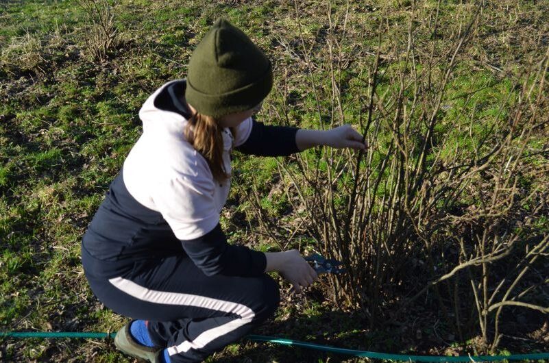 Как обеспечить смородине щедрый урожай: осенние секреты подкормки