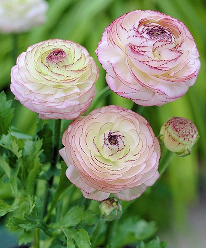 Увлечение ранункулюсами: как импорт клубней стал настоящим приключением