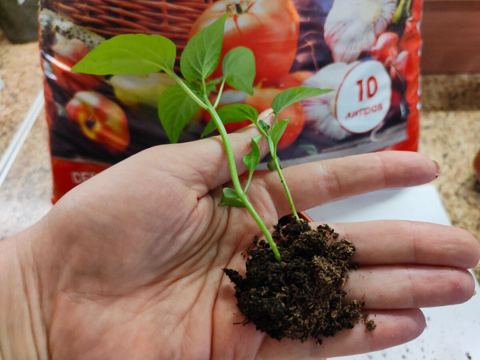 Как подкормка рассады после пикировки помогает избежать вытягивания и укрепляет стебли