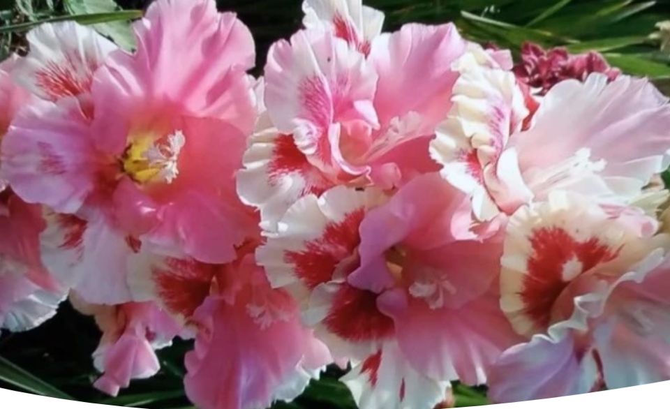 Гладиолусы: секреты успешной посадки и ухода весной