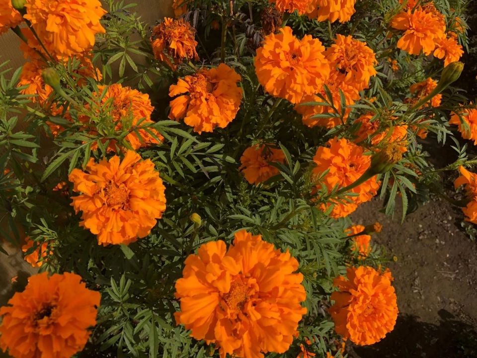 Почему бархатцы могут испортить ваш огород: 10 неожиданных факторов