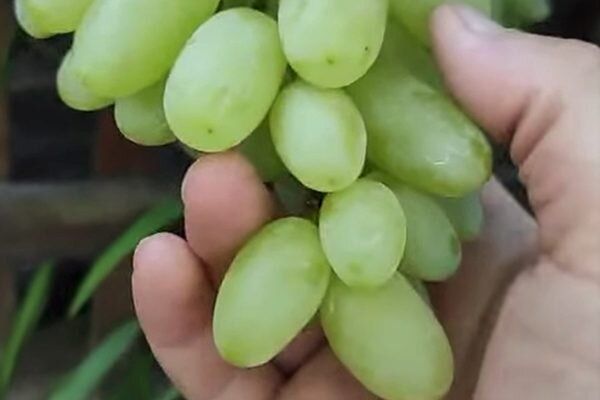 Виноград Алинка: ваш надежный партнер в садоводстве