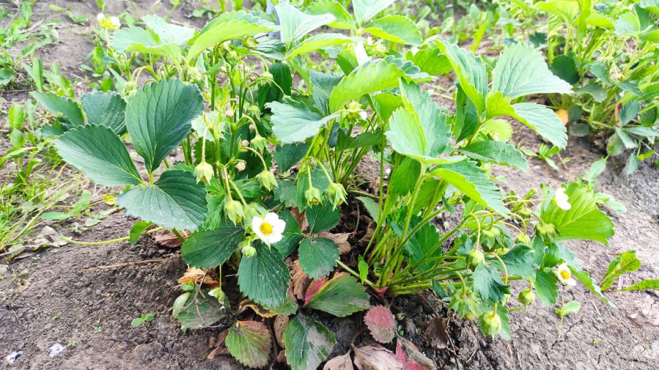 Как защитить землянику от серой гнили и сохранить урожай