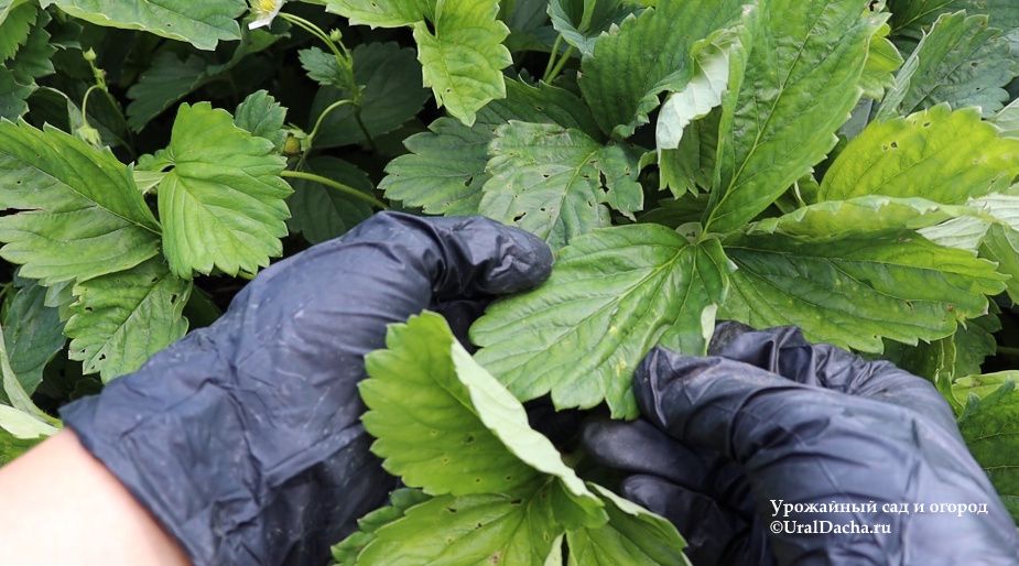 Как правильно ухаживать за клубникой после сбора урожая: советы садоводов