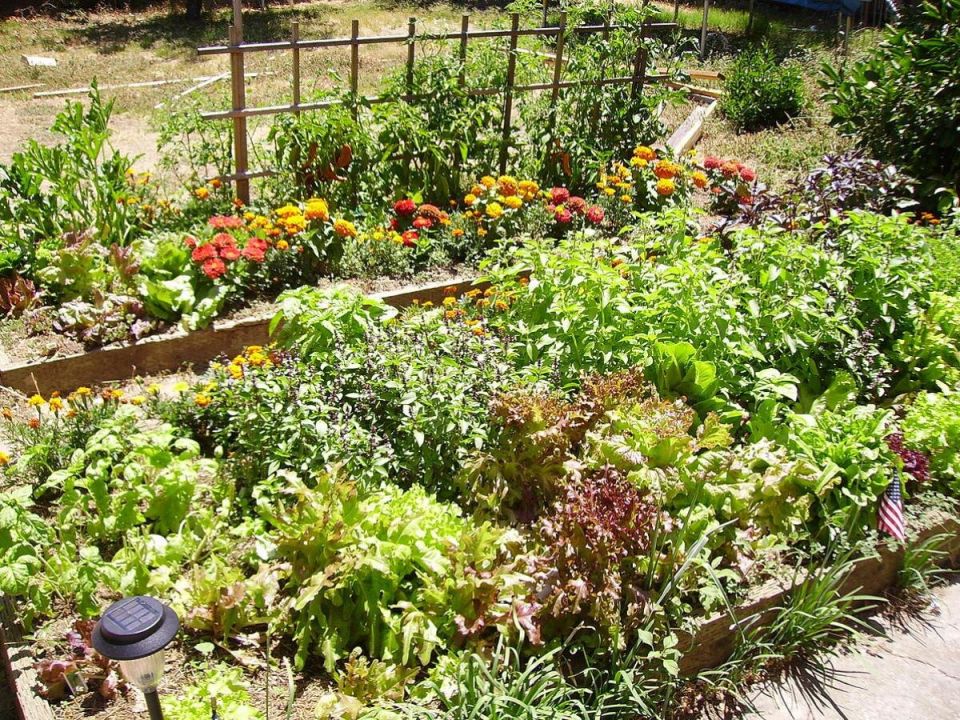 Натуральный барьер: защита растений от вредителей с помощью диатомовой земли