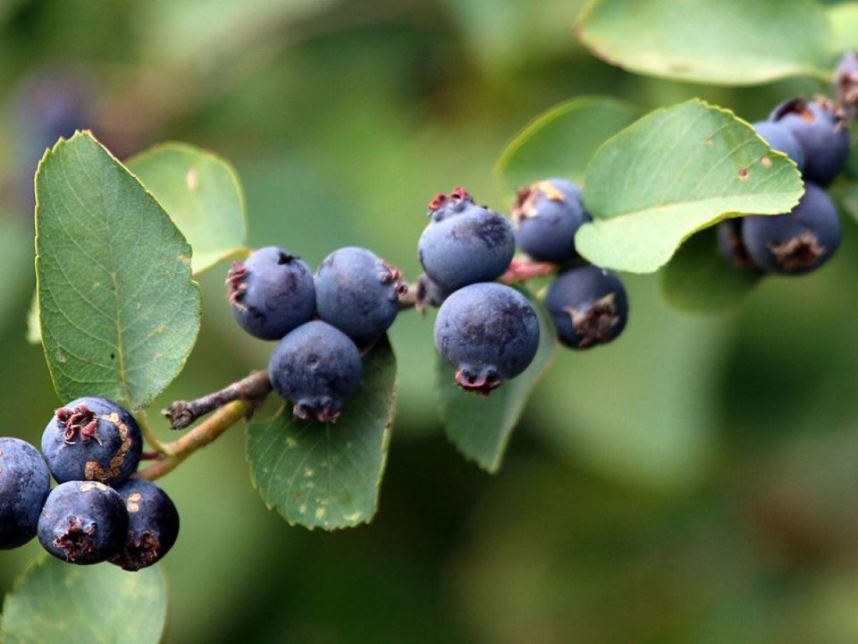 Ирга: неприметное дерево, которое приносит пользу всем