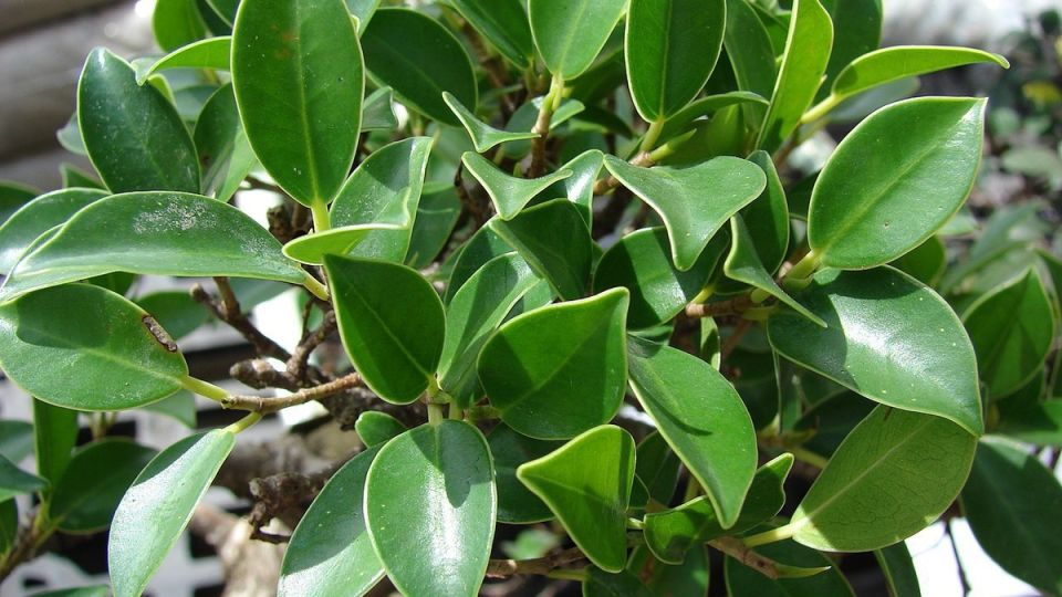 ����� � ����� ����: ��� ������� ���������� ��� � ��������� ������������ ���������