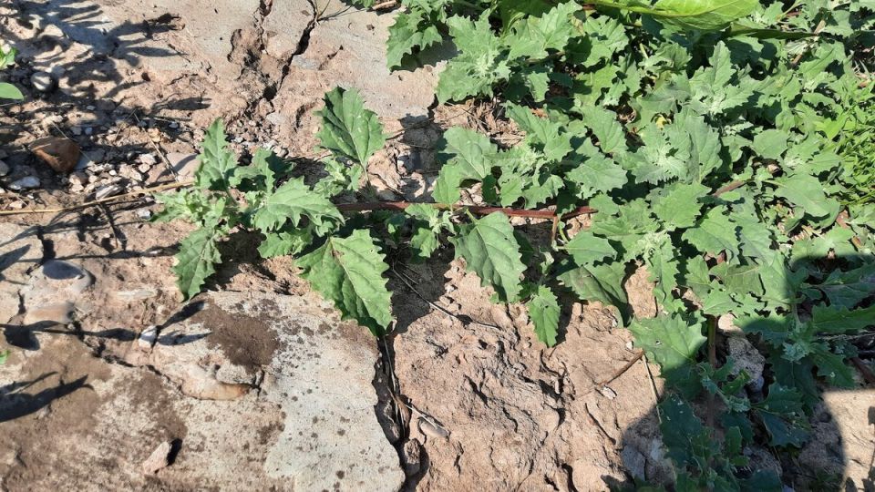 ����������� ����� ������ � ���������: ������� �������, ������� ������� ���� ����