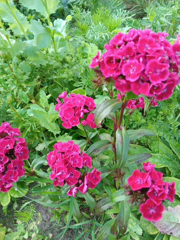 Цинизм успеха: Как внешние атрибуты благополучия становятся поводом для презрения