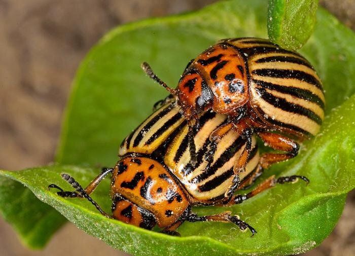 ������������� ������ ������ � ����������� �����