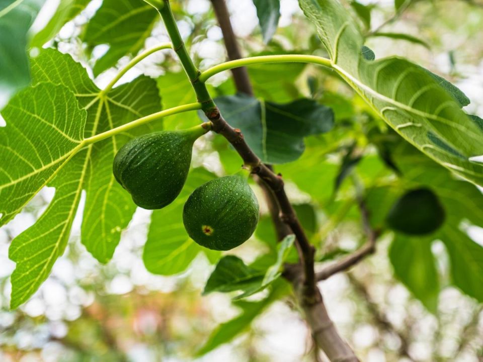 Экзотика в вашем саду: как вырастить необычные растения в холодном климате