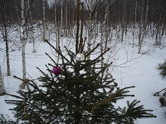 Как вырастить укроп зимой: секреты раннего урожая