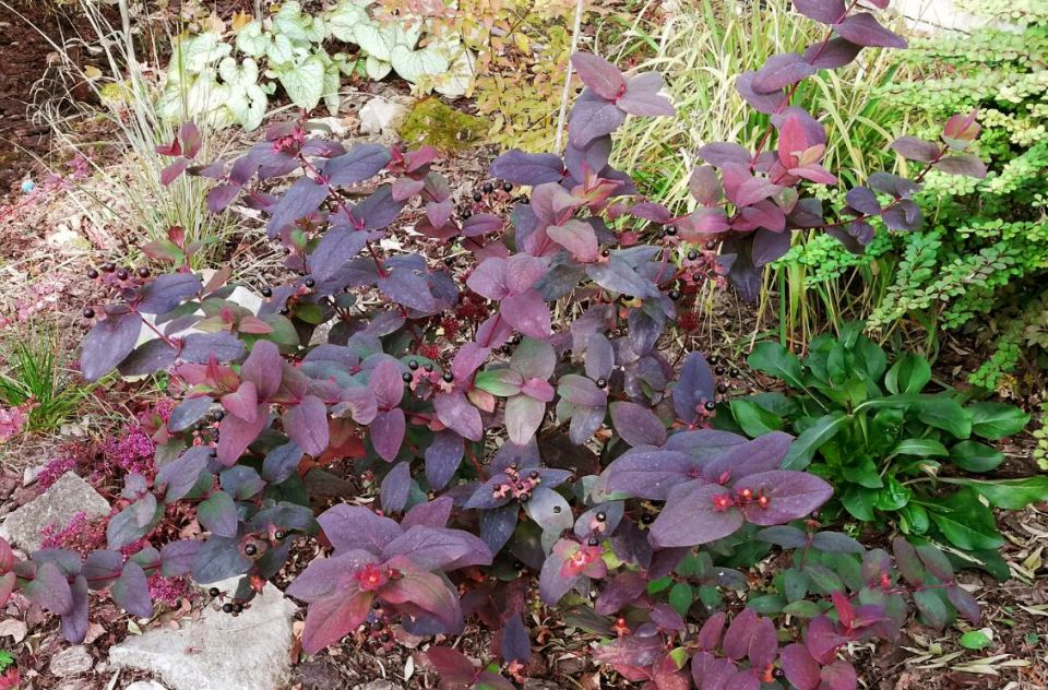 ��������: �������� ������ ����