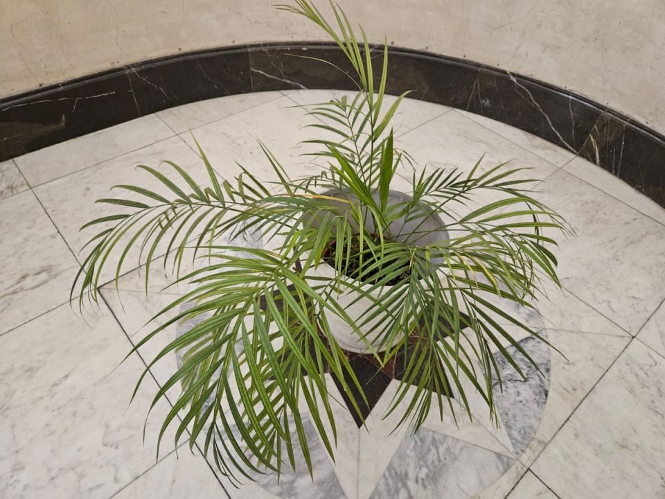 Тайна зелёных оазисов: почему растения выживают в условиях, от которых страдают питомцы дома