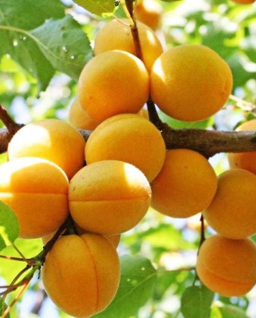 ������ ����� ��������� ��� ��������� �������������� ������ ����