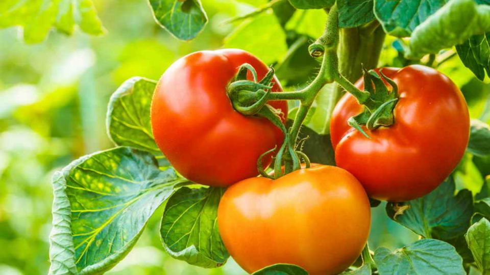 ������� � ������: ������������ ������ ������ ��������� � 2026 ����