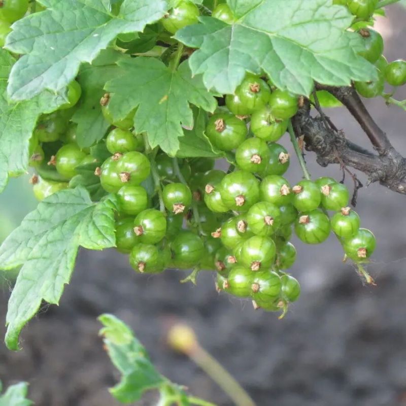 ��� ��������� ���������� ��������� � ��� ��� ������ � ������� ����