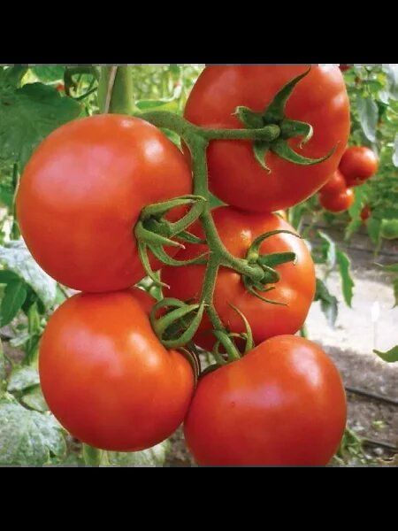 ����� �����: ������� ������ ���������������� ����� ��� ������ ����