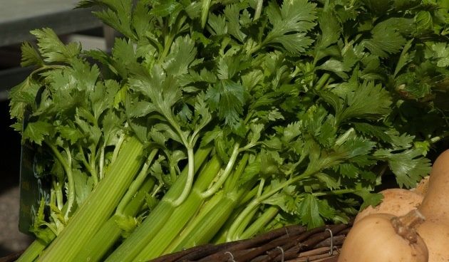 секреты долгого хранения сельдерея: советы по сохранению разных видов на зиму