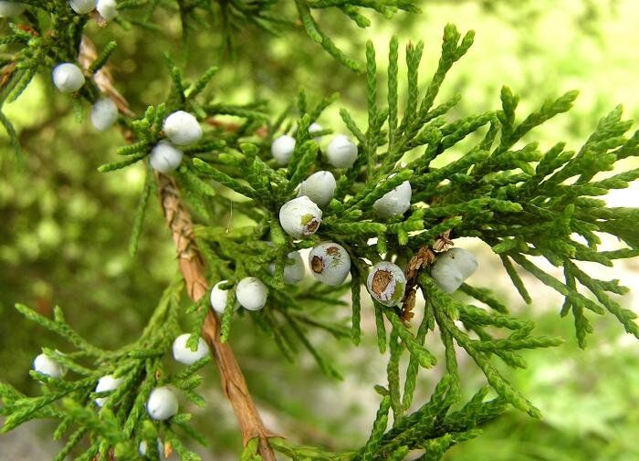 ������� ���������� ������� �������� ����� � �����