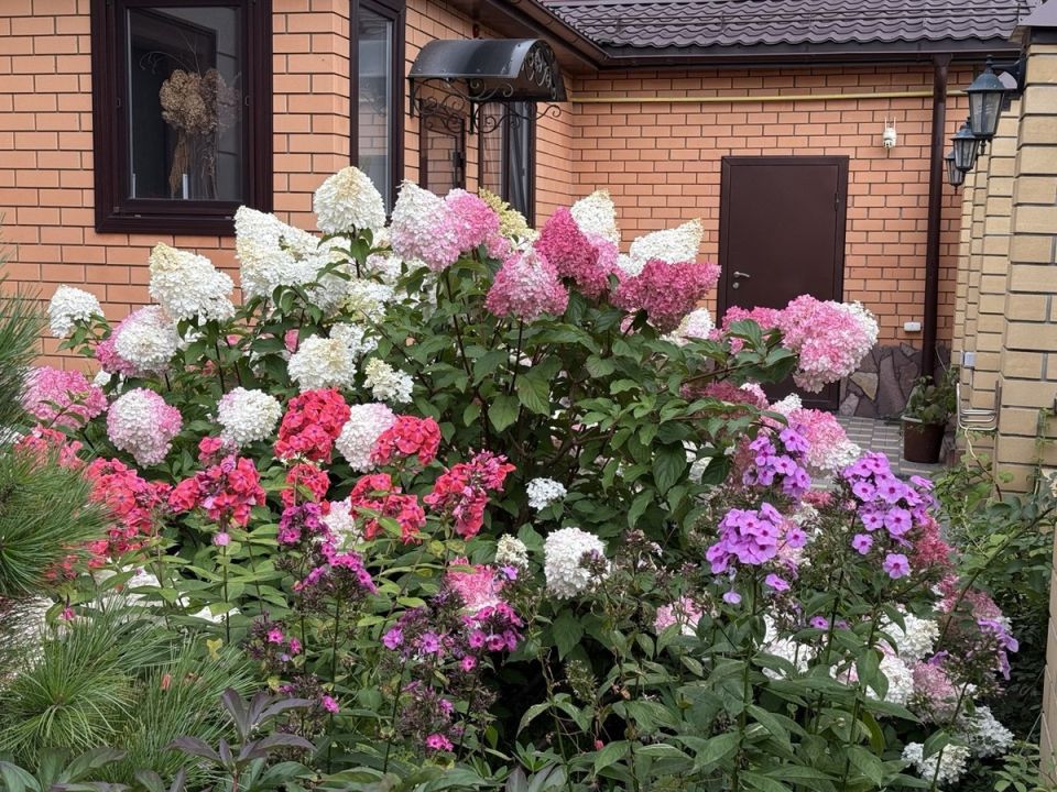 гортензии: 9 неожиданных фактов о любимцах садоводов