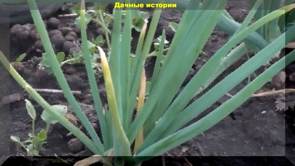 ������� ���������������: �������� ���� ������ ������