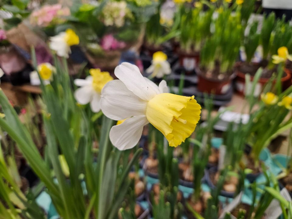 Необычные букетные решения к 8 марта: выбираем в гипермаркетах