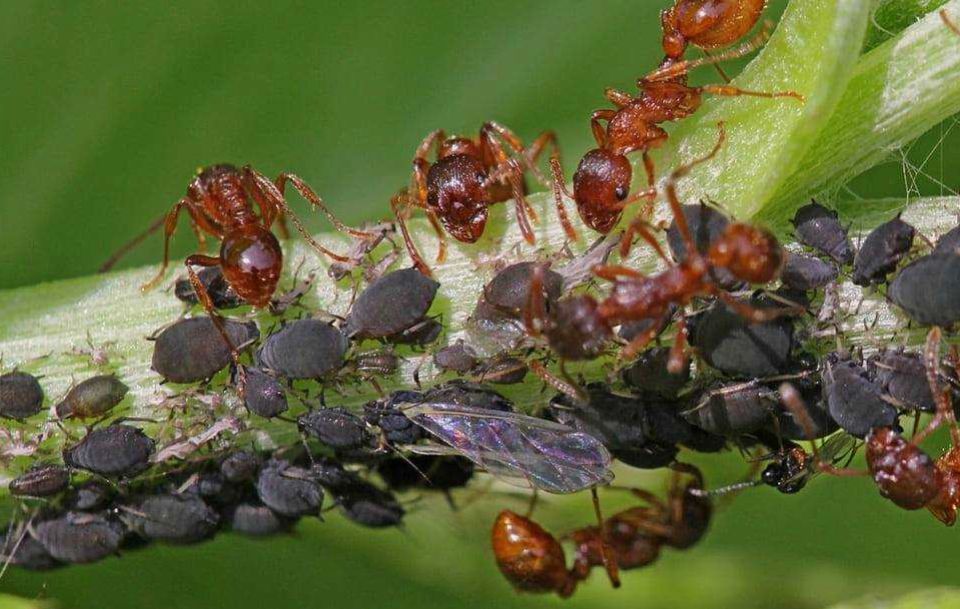 ����������� ������ ������ � ���� �� ��������� �� ��������� ������