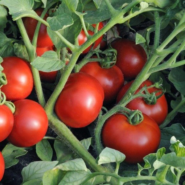 ����� ������: ����������� ������ ������ ��� ���������� ������