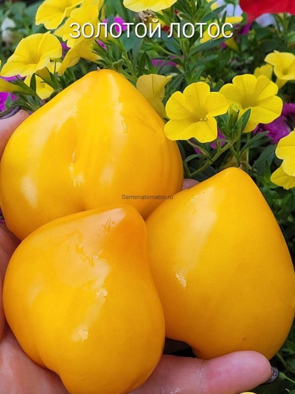 ����� ������� �����: ������ �� ����� ����� � ����������� �������� �������