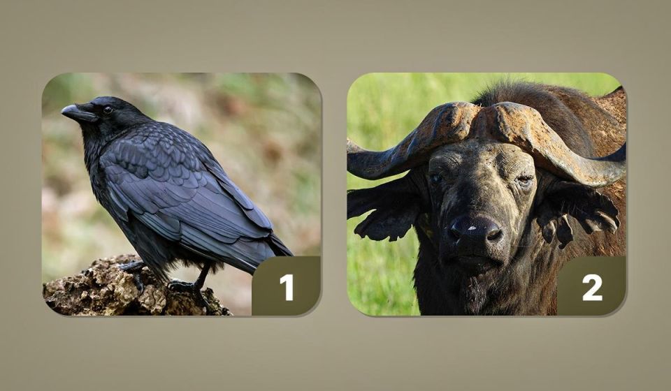 Как ваш выбор животного может раскрыть мстительность