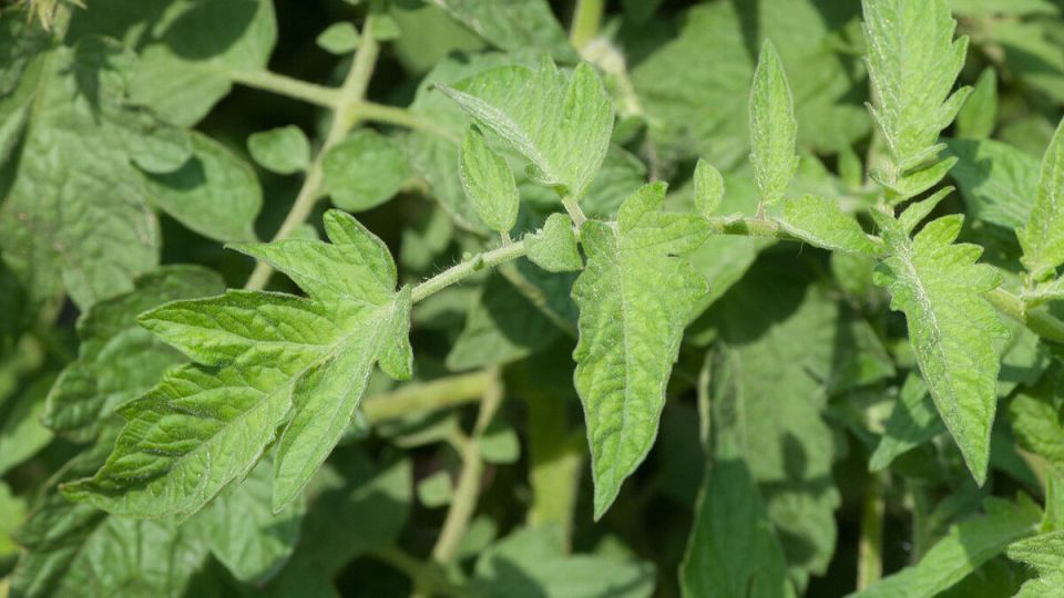 ������ �������� ������������� � ��� ��� ������ ��� ���� �����