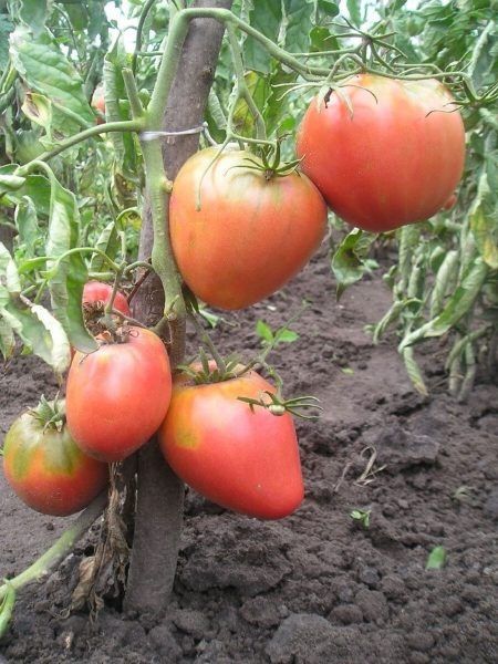 Томат Король Лондона: крупноплодный сорт с мясистой мякотью и насыщенным вкусом