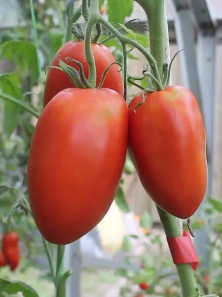 ����� ��������: ��������� ���������� ��� ����������� � ���������� ����