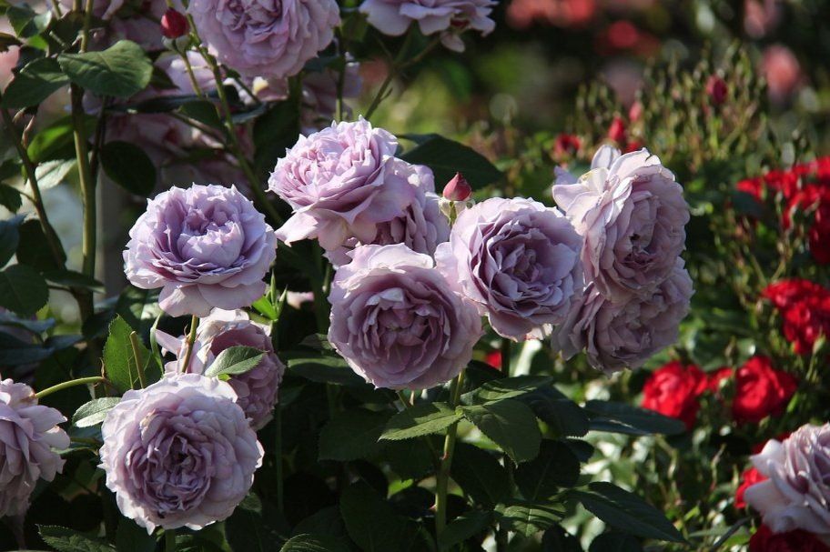 ADR-розы: когда уход минимален, здоровье в порядке