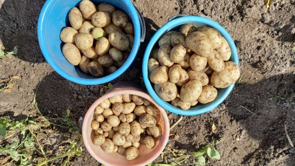 Урожай с каждой сотки: как плотная посадка картофеля меняет правила игры