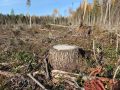 В Сысольском районе сотрудник лесничества осужден за получение взятки