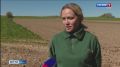 В это время наступает и самая ответственная пора для аграриев - посевная, от нее во многом зависит сколько корма будет зимой у буренок