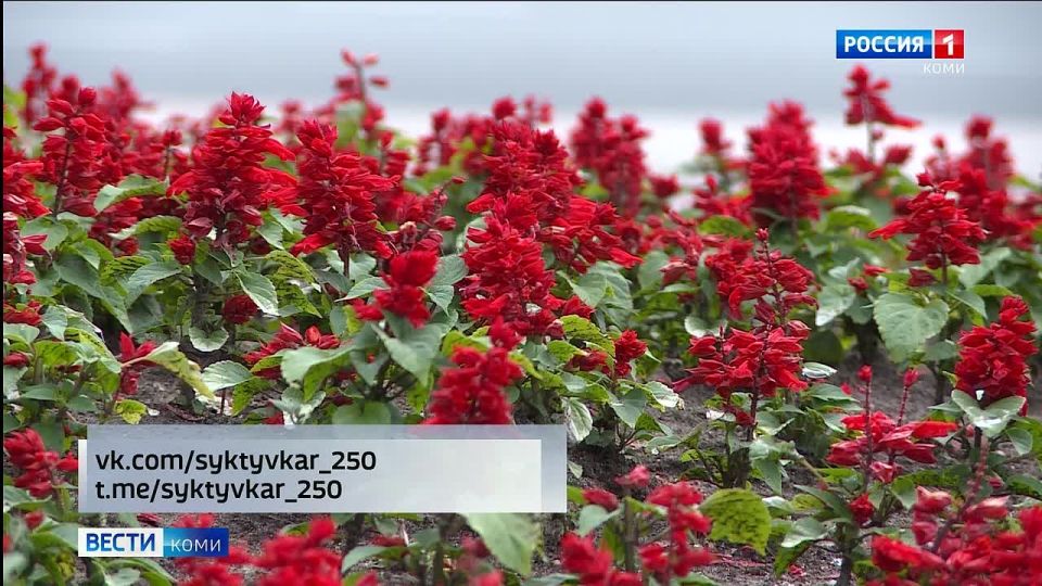       250- 