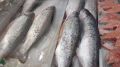 Прозрачность цен на рыбу: Новые меры в России
