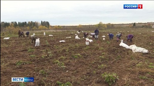 В Коми подводят итоги уборочной и кормозаготовительной кампаний