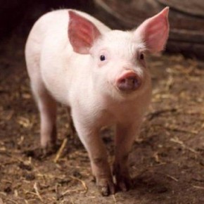 Как алкоголь разрушил семейные узы: трагедия Соломона Ильича и его сына Ваньки