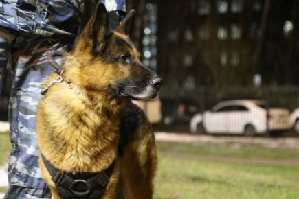 МВД по Республике Коми разъясняет о возможных последствиях заведомо ложного сообщения об акте терроризма